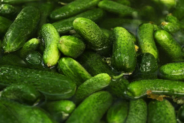 stock image Many fresh ripe cucumbers in water, closeup