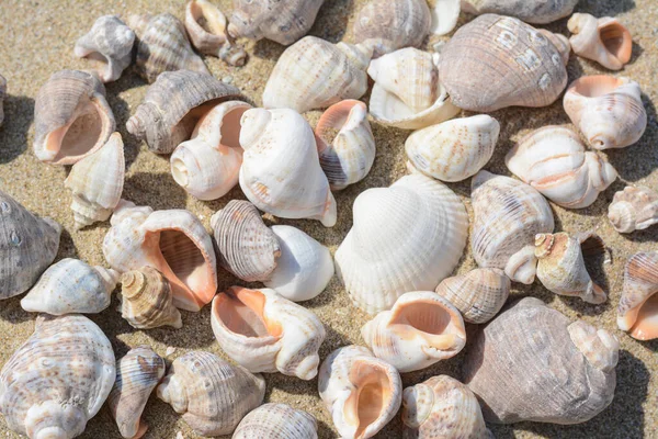 Many Beautiful Sea Shells Sand Closeup —  Fotos de Stock