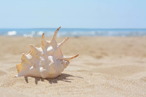 Sandy beach with beautiful seashell near sea on sunny day, space for text