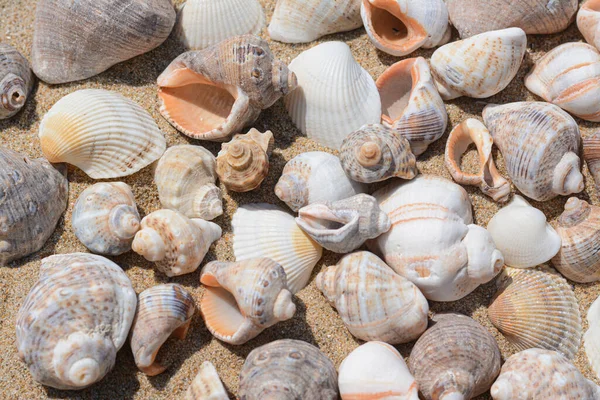 Many Beautiful Sea Shells Sand Closeup — Fotografia de Stock