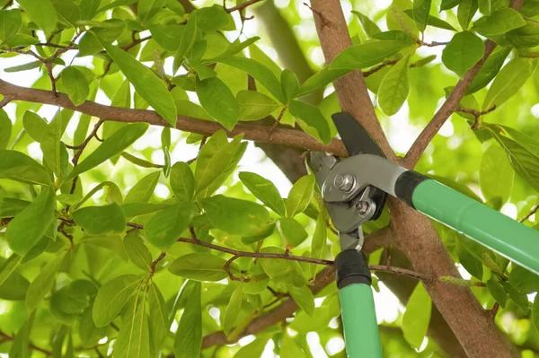 stock image Pruning tree with secateurs outdoors. Gardening tool