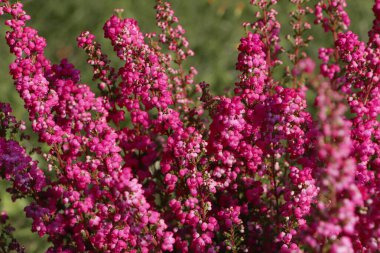 Güneşli bir günde, açık havada çiçek açan Heather çalısı, yakın plan.