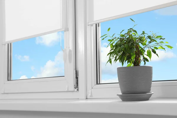 Green houseplant near window with white roller blinds indoors