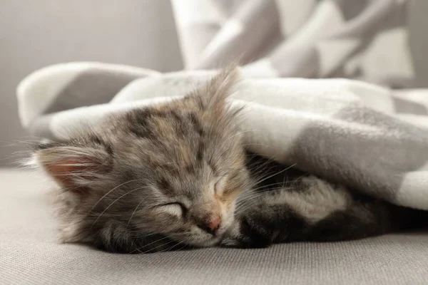 可爱的小猫睡在毛毯下的沙发上 — 图库照片