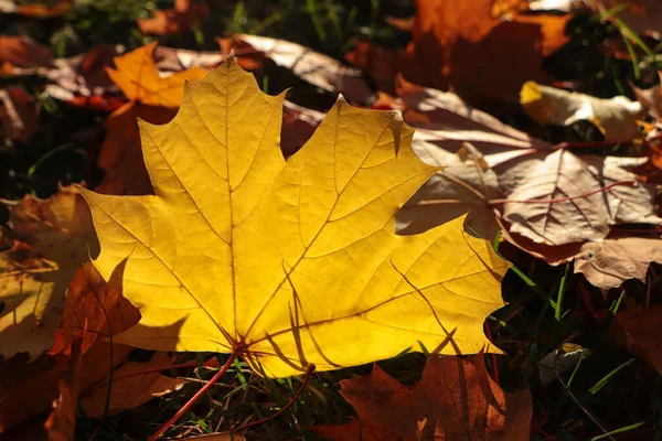 Pilha Belas Folhas Caídas Livre Dia Ensolarado Outono Close — Fotografia de Stock