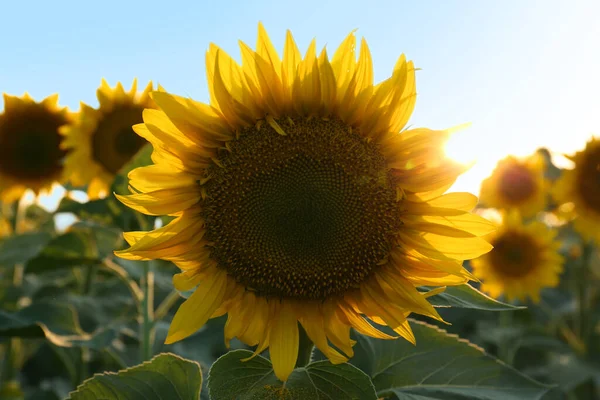 Vacker Blommande Solros Fält Sommaren Dag Närbild — Stockfoto