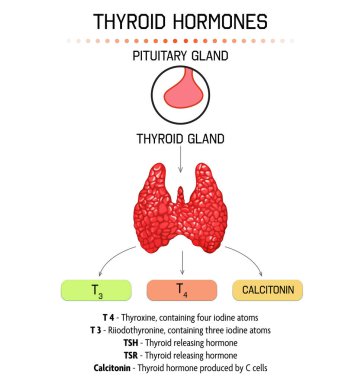 Işık arka planında tiroid hormonları olan tıbbi poster