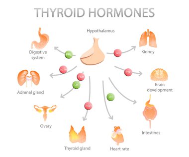 Illustration of thyroid gland and different icons showing which human organs it affects on white background. Medical poster clipart