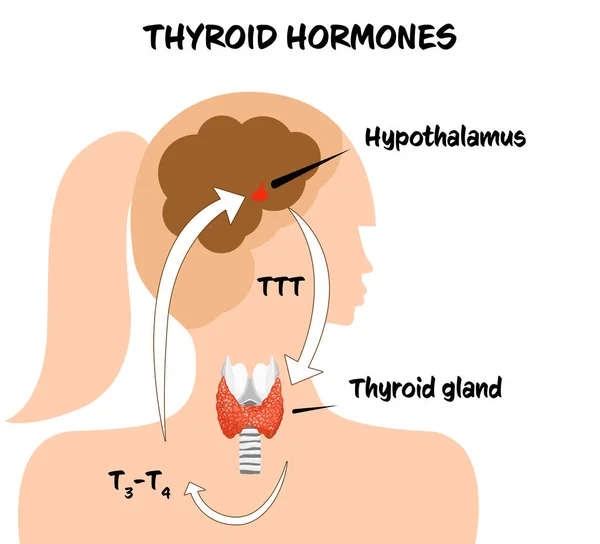 Affiche Médicale Avec Image Hormones Thyroïdiennes Sur Fond Blanc — Photo