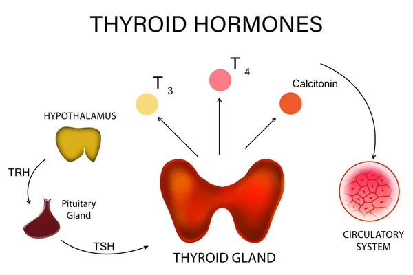 Plakat Medyczny Wizerunkiem Hormonów Tarczycy Białym Tle — Zdjęcie stockowe