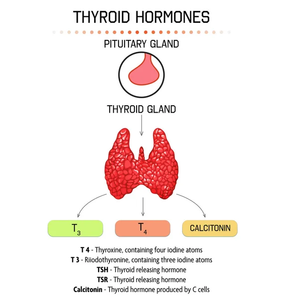 Plakat Medyczny Wizerunkiem Hormonów Tarczycy Jasnym Tle — Zdjęcie stockowe