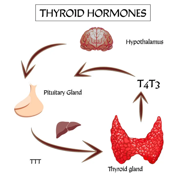 Cartel Médico Con Imagen Hormonas Tiroideas Sobre Fondo Blanco — Foto de Stock