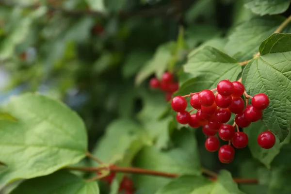 Beautiful Viburnum Shrub Bright Berries Growing Outdoors Closeup Space Text — Stock Photo, Image