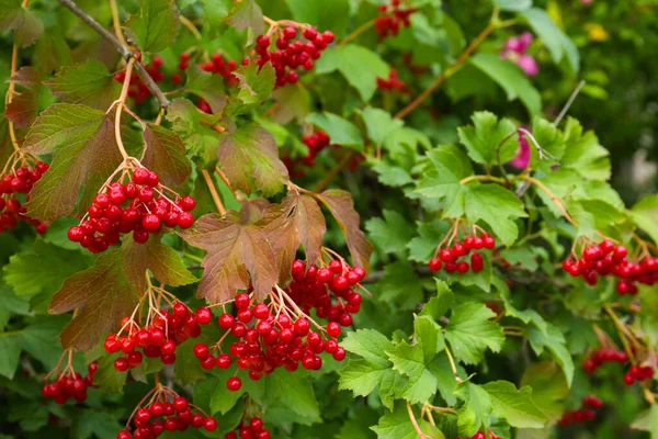Hermoso Arbusto Viburnum Con Bayas Brillantes Que Crecen Aire Libre — Foto de Stock