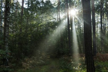 Majestic view of forest with sunbeams shining through trees in morning clipart