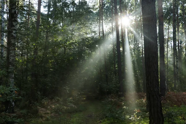 Vista Maestosa Della Foresta Con Raggi Sole Che Splendono Tra — Foto Stock