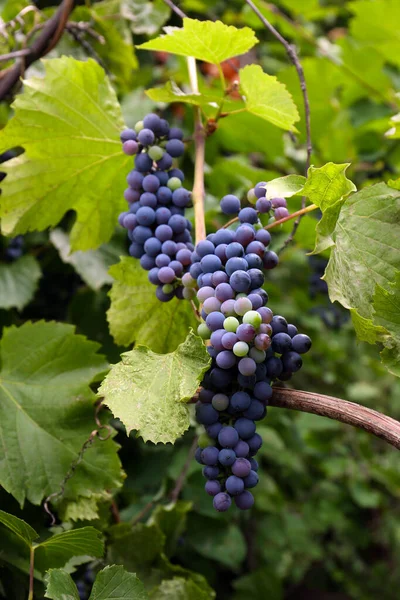 Ripe Juicy Grapes Branch Growing Vineyard — 图库照片