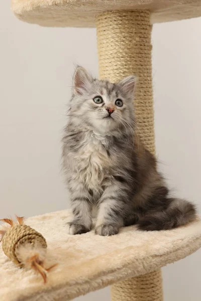 Cute Fluffy Kitten Toy Cat Tree Light Background – stockfoto