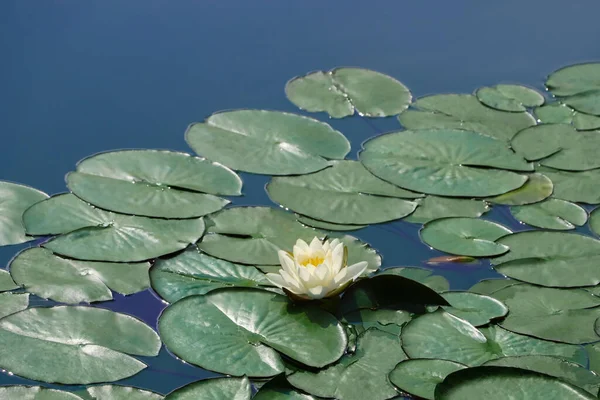 荷花荷叶秀丽的池塘 — 图库照片