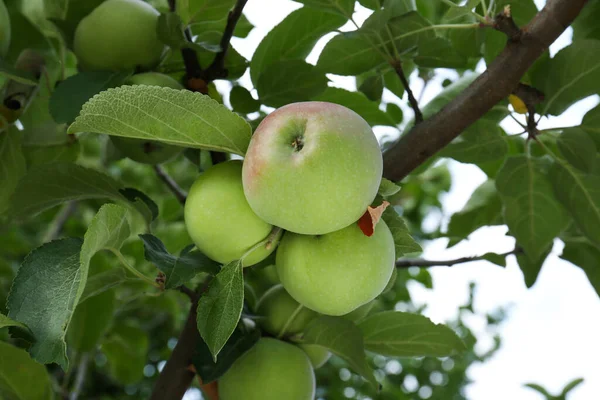 Jabłka Liście Gałęziach Drzew Ogrodzie Widok Niskiego Kąta — Zdjęcie stockowe