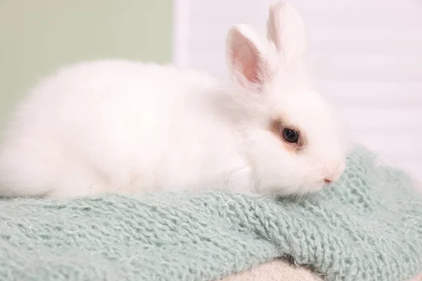 毛绒绒的白兔在柔软的毛毯上 可爱的宠物 — 图库照片