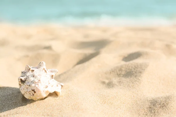 stock image Beautiful seashell on sandy beach near sea, closeup. Space for text