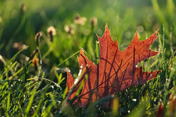Прекрасний Осінній Лист Серед Зеленої Трави Відкритому Повітрі Сонячний Осінній — стокове фото