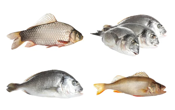 Set Fresh Raw Dorado Fish Perch Crucian Carp White Background — Stock Photo, Image