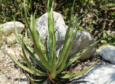 Dışarıda taşların yanında yetişen güzel yeşil bir agave.