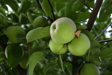 Bahçedeki ağaç dallarında elmalar ve yapraklar, düşük açı.