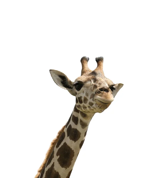 Belle Girafe Africaine Tachetée Sur Fond Blanc — Photo