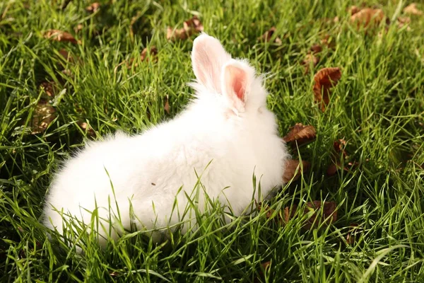 屋外の緑の芝生の上でふわふわの白いウサギ かわいいペット — ストック写真
