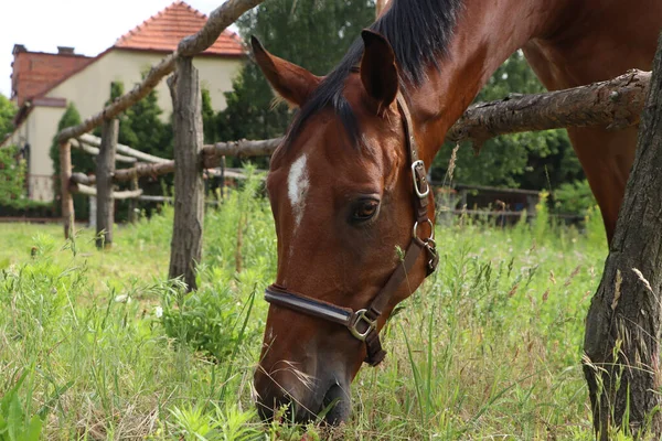 Piękny Koń Wypasający Się Zielonej Trawie Wybiegu Zbliżenie — Zdjęcie stockowe