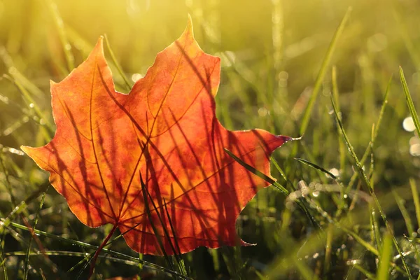 Прекрасний Осінній Лист Серед Зеленої Трави Відкритому Повітрі Сонячний Осінній — стокове фото