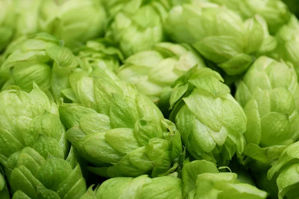 stock image Fresh ripe green hops as background, closeup