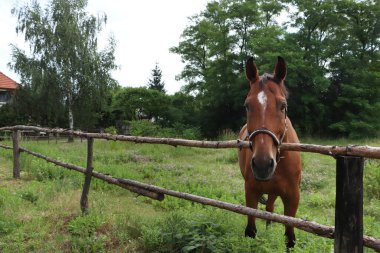 Beautiful horse in paddock near fence outdoors