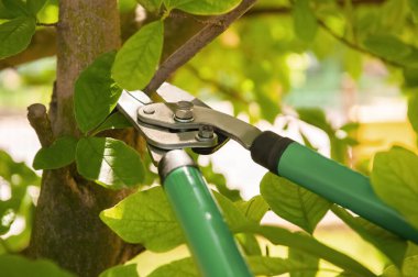 Açık havada secateurs ile budama ağacı. Bahçe aleti