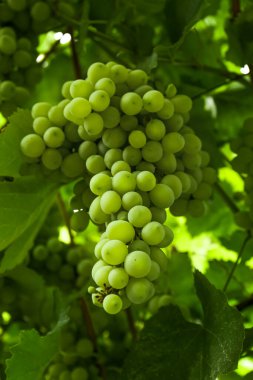Ripe juicy grapes on branch growing in vineyard