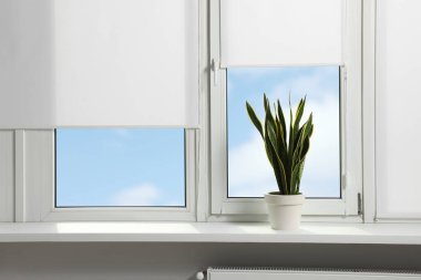 Panjurlu pencere ve Sansevieria saksısı.