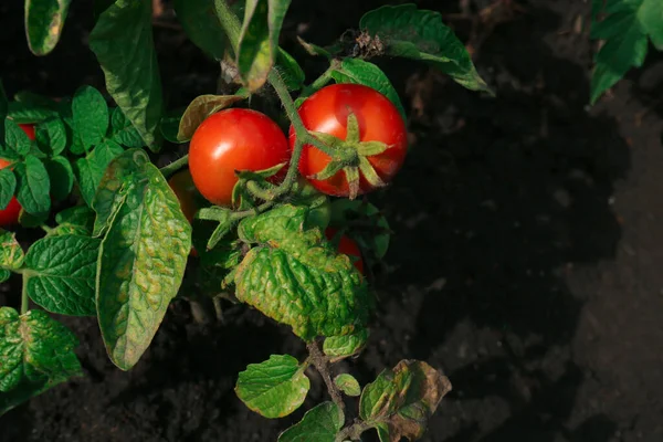 Grön Planta Med Mogna Röda Tomater Trädgården Ovan Utsikt Plats — Stockfoto