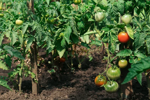 Beautiful Green Plants Ripening Tomatoes Garden — Stockfoto