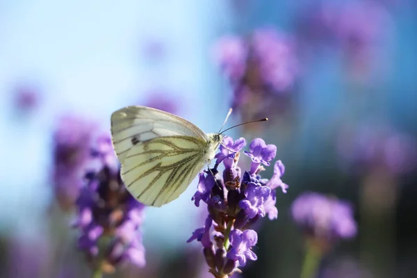 Beautiful Butterfly Lavender Field Summer Day Closeup — Stockfoto