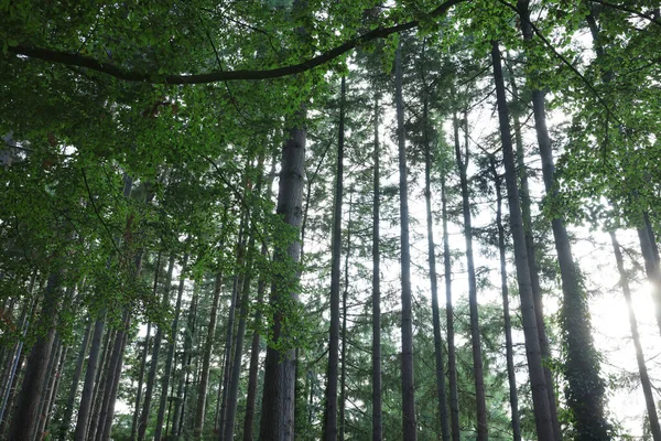 Bela Vista Árvores Verdes Floresta — Fotografia de Stock