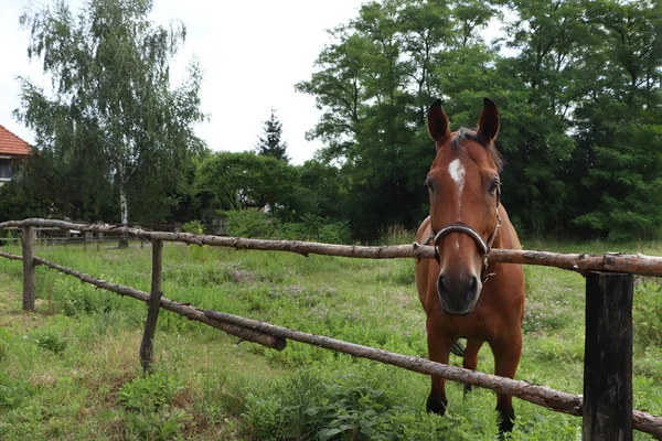 Beautiful Horse Paddock Fence Outdoors — 图库照片