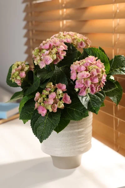 Beyaz Masadaki Vazodaki Güzel Pembe Hortensiya Çiçekleri — Stok fotoğraf