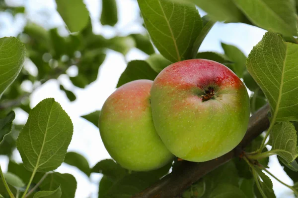 Äpplen Och Blad Trädgren Trädgården Närbild — Stockfoto
