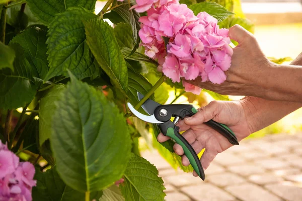 Jardinero Cortando Hortensias Con Tijeras Podar Aire Libre Primer Plano —  Fotos de Stock