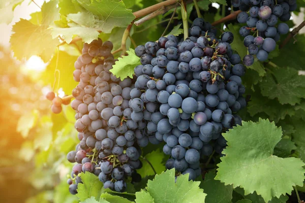 Ripe Juicy Grapes Branch Growing Vineyard — Stock Fotó