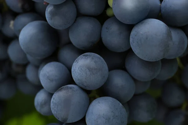 Ripe Juicy Grapes Blurred Background Closeup — Stock Photo, Image