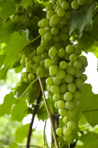 Ripe Juicy Grapes Branch Growing Vineyard — Stock Photo, Image